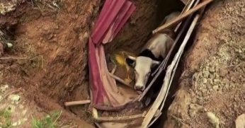 Definecilerin kazdığı çukura düşen büyükbaş hayvan operasyonla kurtarıldı