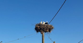 Elektrik Direğindeki Yuvada Sahipsiz Kalan Leyleklere Şefkat Eli