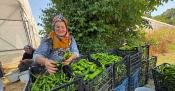 Büyükşehir'in Sera Desteği Üretime Güç Kattı