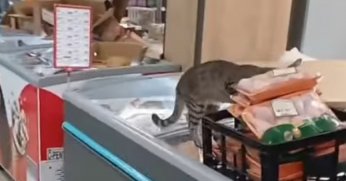 Buzdolabına çıkan kedi, paketli tavukları yedi!