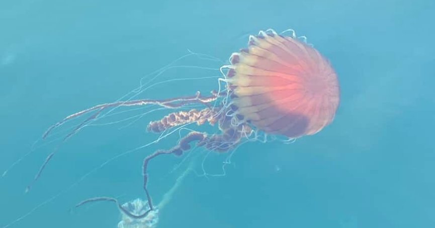 Körfez'de denizanası alarmı!