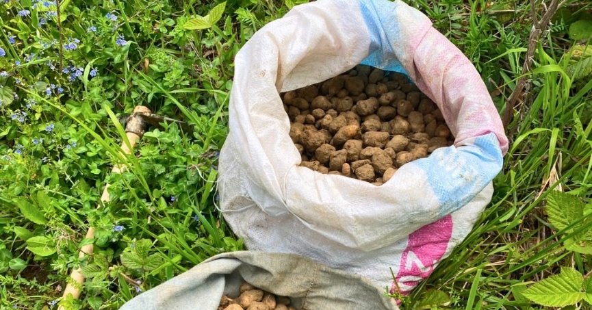 Kaçak Salep toplayıcısına rekor ceza