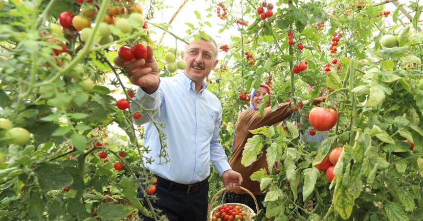 Kocaeli'de çiftçiye yüzde 75 hibeli fide desteği