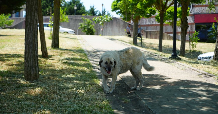Kocaeli Üniversitesi'nde sahipsiz köpek endişesi sürüyor