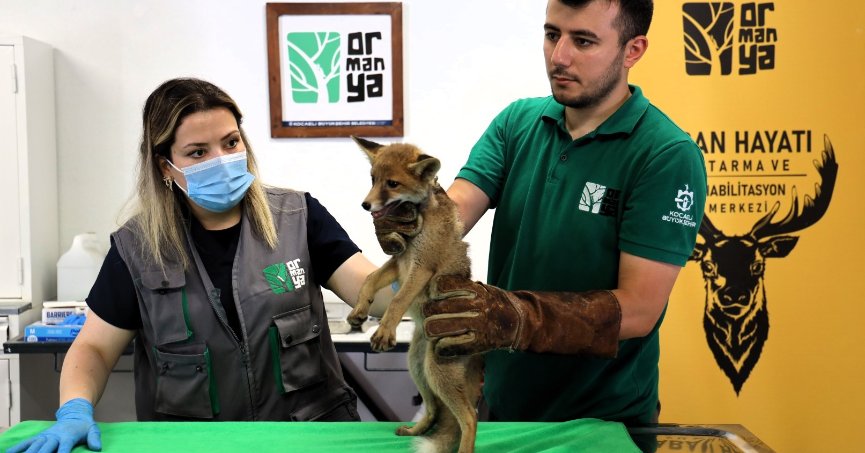 Ormanya'da Şifa Buldu 