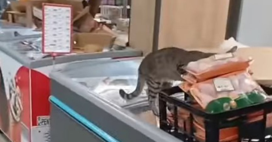 Buzdolabına çıkan kedi, paketli tavukları yedi!