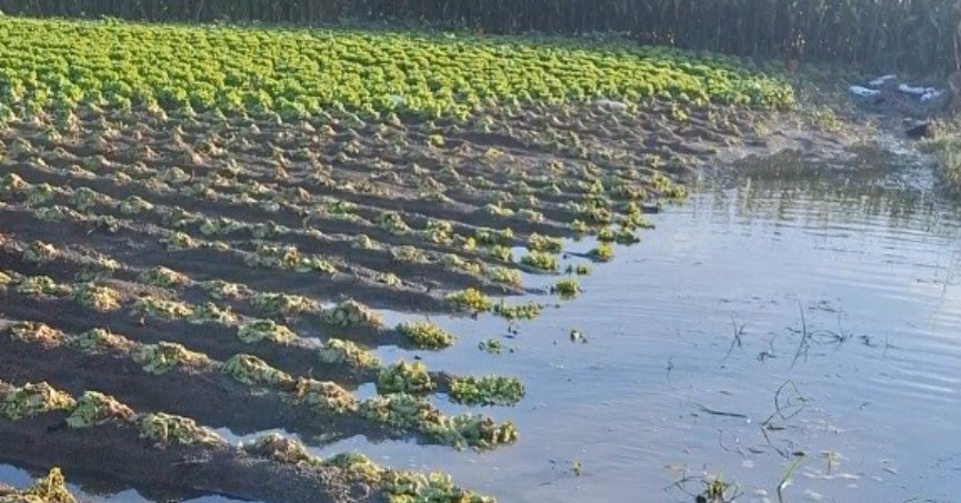 Çiftçinin emeği sular altında kaldı: 'Sağlık olsun' dedi
