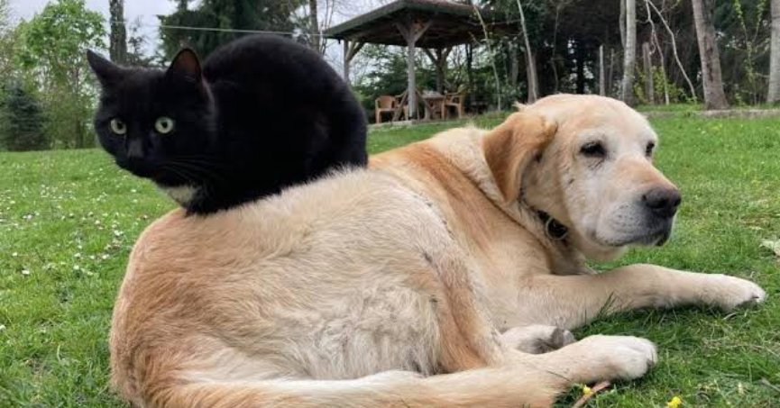 Gölcük Belediyesi kedi ve köpekleri besleyecek 