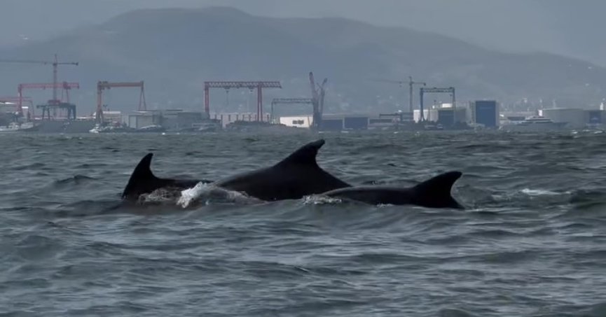 Yunuslar Körfez'e geri döndü