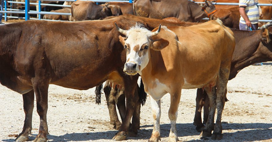 Vekaleten kurban hisse bedellerini açıklandı