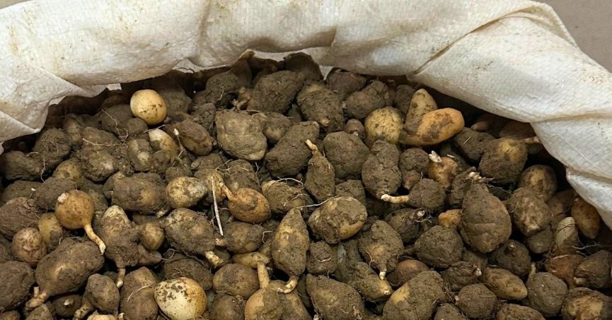 Nesli tehlikede olan salep için rekor ceza