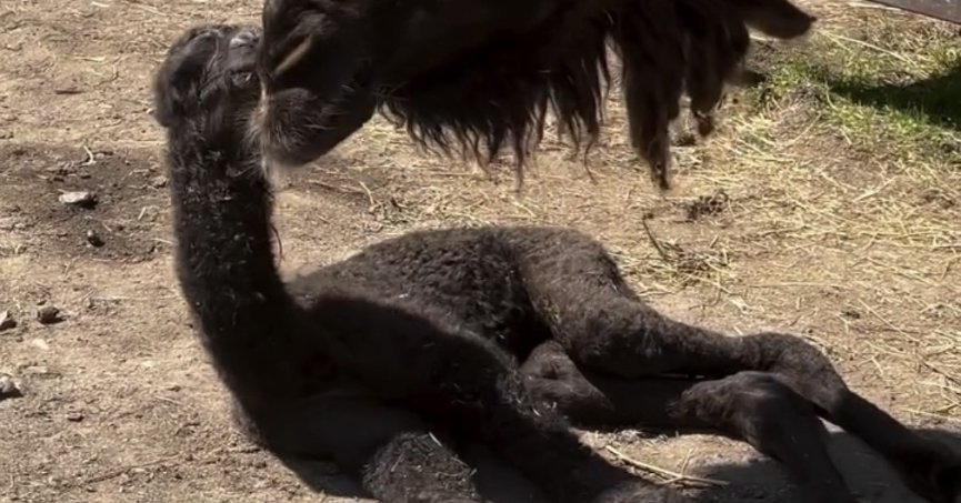 Ormanya’nın yeni misafiri ilgi odağı oldu