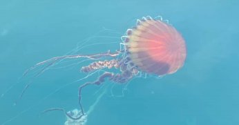 Körfez'de denizanası alarmı!