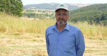 Süt otunun hasadına başlandı
