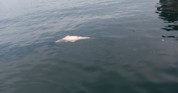 Körfezdeki ölü yunus balıkçı tarafından kaydedildi