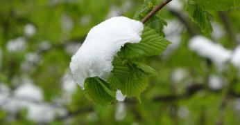 Dikkat! Kocaeli'de zirai don kapıda
