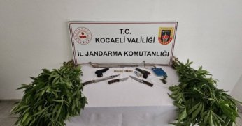 Karamürsel'de 66 Kök Kenevir Bitkisi Ele Geçirildi