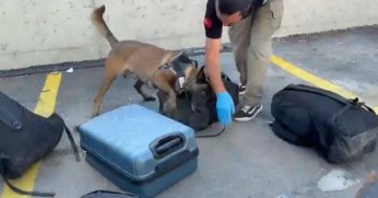  Narkotik köpeği valizde 21 bin sentetik ecza buldu
