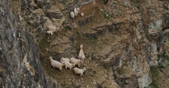 Kayalıklarda can pazarı