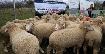 Kocaeli’de üreticiye can suyu: 392 Damızlık koç dağıtıldı