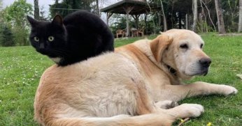 Gölcük Belediyesi kedi ve köpekleri besleyecek 