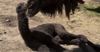Ormanya’nın yeni misafiri ilgi odağı oldu